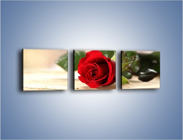 Obraz na płótnie – Stęskniona róża – trzyczęściowy K505W1