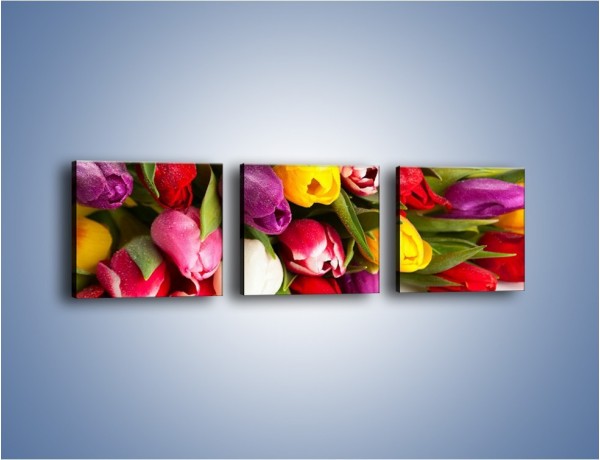 Obraz na płótnie – Spokój i luz zachowany w tulipanach – trzyczęściowy K538W1