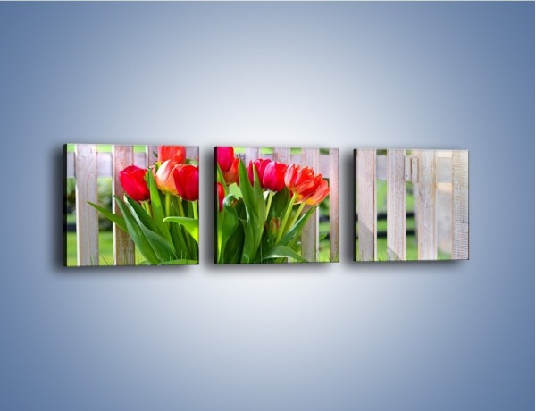 Obraz na płótnie – Tulipanki przy płocie – trzyczęściowy K554W1