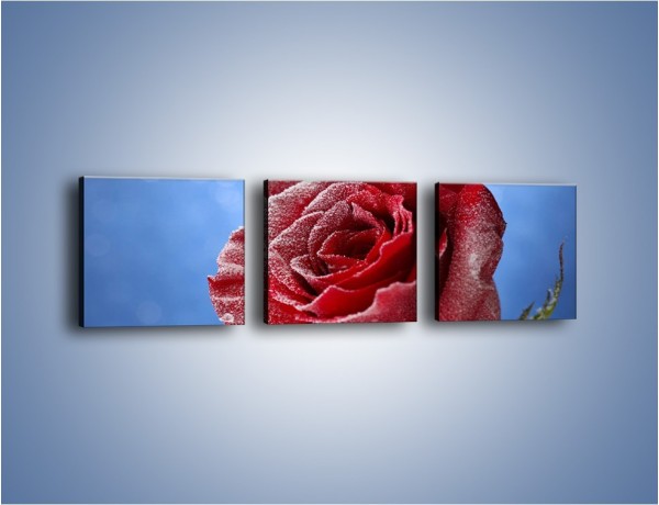 Obraz na płótnie – Róża w chłodne dni – trzyczęściowy K597W1