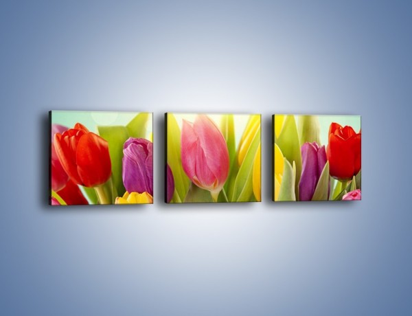 Obraz na płótnie – Tulipany w pierwszym rzędzie – trzyczęściowy K760W1