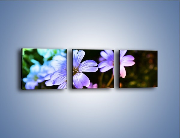 Obraz na płótnie – Niebieskie główki kwiatuszków – trzyczęściowy K769W1