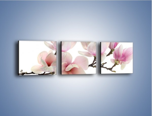 Obraz na płótnie – Zerwana gałązka magnolii – trzyczęściowy K780W1