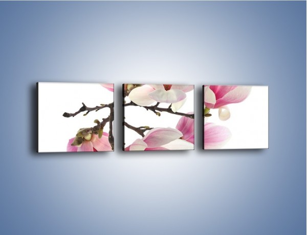 Obraz na płótnie – Wirujące kwiaty magnolii – trzyczęściowy K781W1