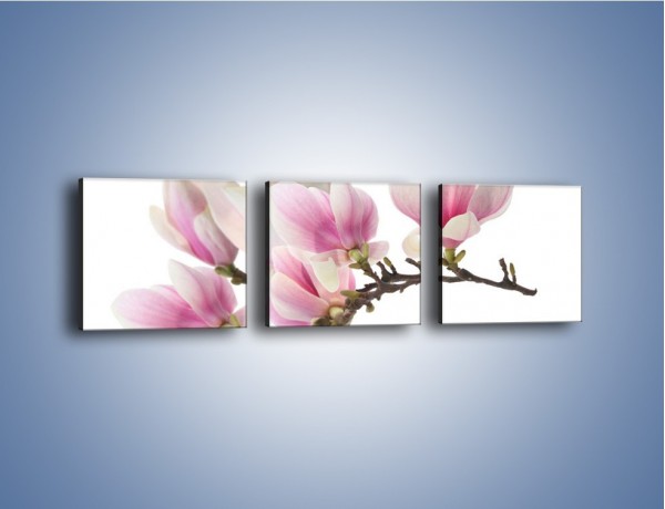 Obraz na płótnie – Rzut na gałąź magnolii – trzyczęściowy K782W1