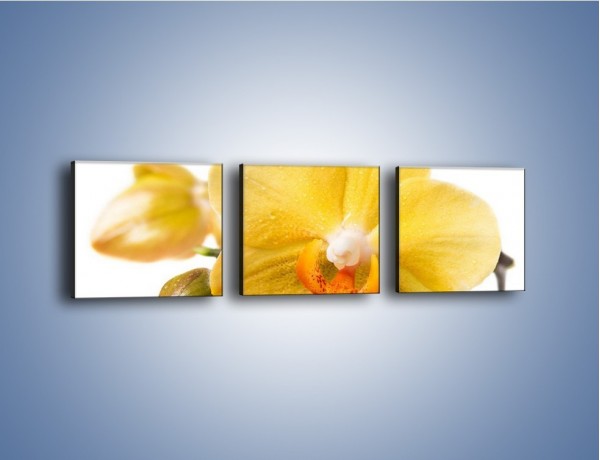 Obraz na płótnie – Kwiat jak soczysta pomarańcza – trzyczęściowy K851W1