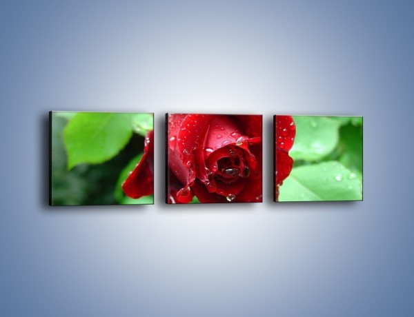 Obraz na płótnie – Zdrowa róża w ogrodzie – trzyczęściowy K875W1