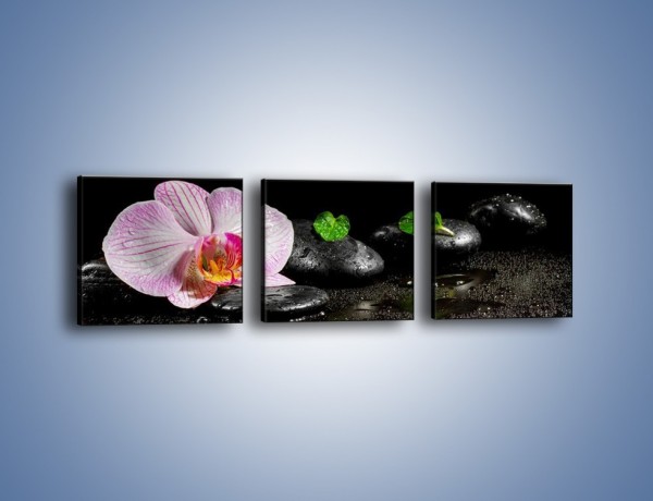 Obraz na płótnie – Kwiat w mokrym klimacie – trzyczęściowy K882W1