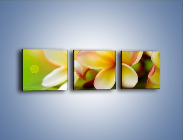 Obraz na płótnie – Kwiaty jak marcepanowe wypieki – trzyczęściowy K898W1