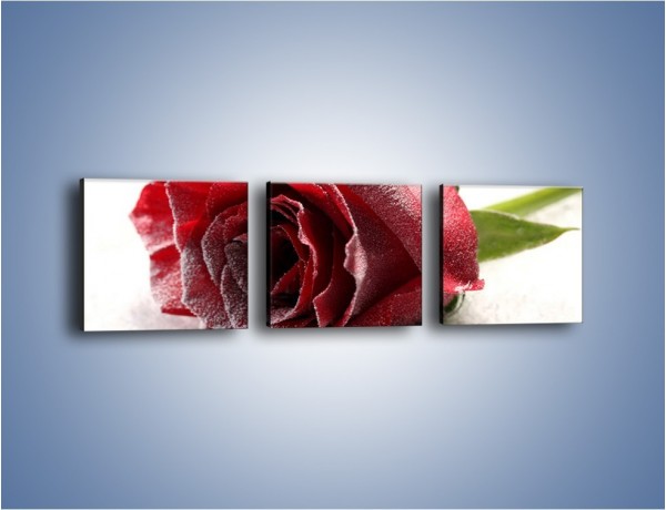 Obraz na płótnie – Zimne podłoże i czerwona róża – trzyczęściowy K933W1