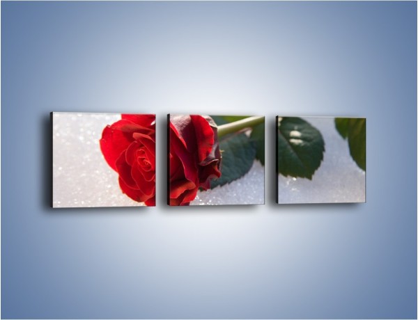 Obraz na płótnie – Gorąca róża na zmrożonej tafli – trzyczęściowy K946W1