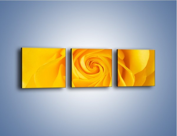 Obraz na płótnie – Moc żółtej róży – trzyczęściowy K989W1