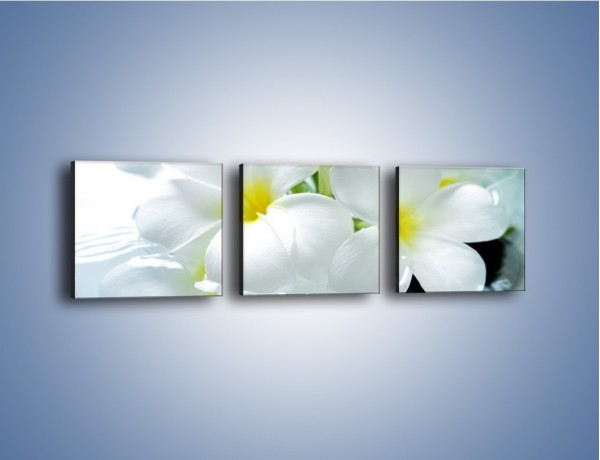 Obraz na płótnie – Białe kwiaty w potoku – trzyczęściowy K991W1