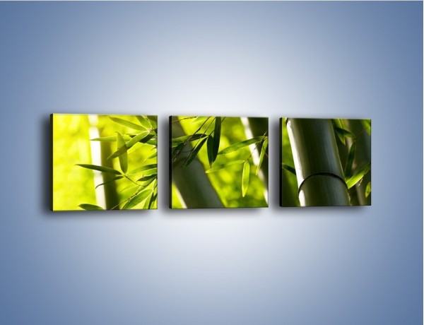 Obraz na płótnie – Twarde łodygi bambusa – trzyczęściowy KN1314AW1