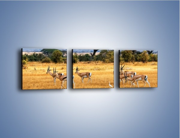 Obraz na płótnie – Antylopy w słonecznej afryce – trzyczęściowy Z003W1
