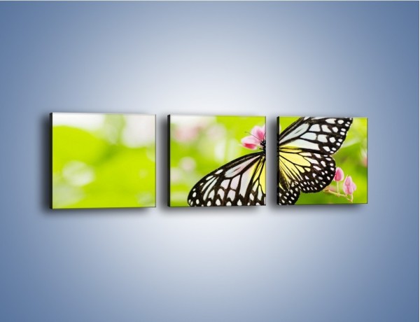 Obraz na płótnie – Motyl w letni poranek – trzyczęściowy Z004W1