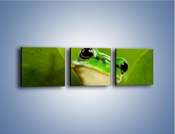 Obraz na płótnie – Zielony świat żabki – trzyczęściowy Z014W1