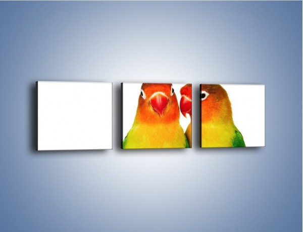 Obraz na płótnie – Sekrety uśmiechniętych papug – trzyczęściowy Z017W1