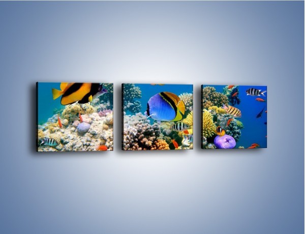 Obraz na płótnie – Wodny świat ryb – trzyczęściowy Z041W1
