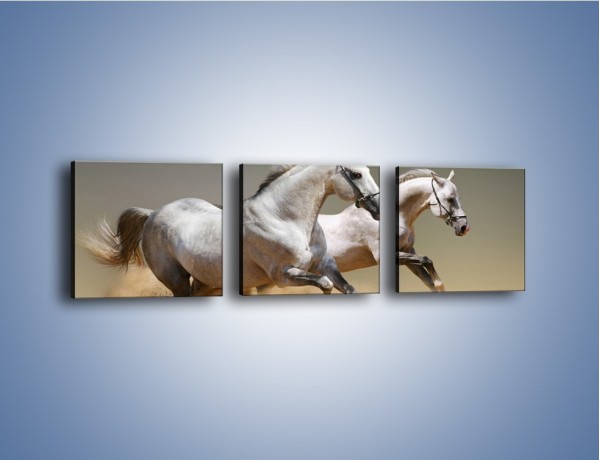 Obraz na płótnie – Białe konie w pustynnym galopie – trzyczęściowy Z055W1