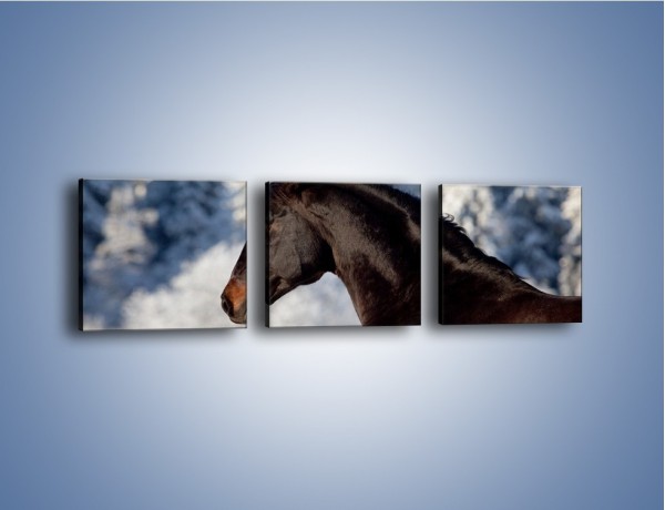 Obraz na płótnie – Brązowy ogier na zimowym spacerze – trzyczęściowy Z056W1