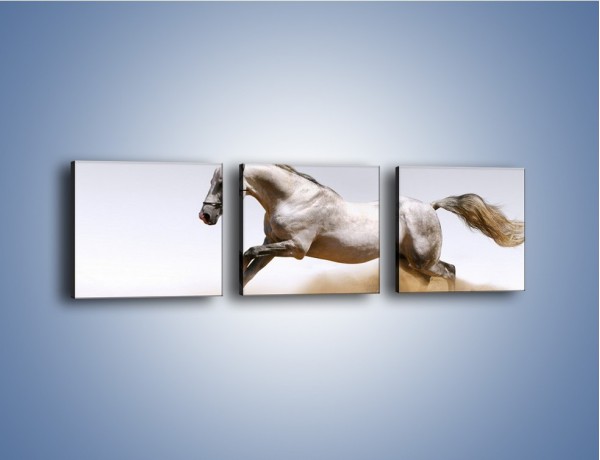 Obraz na płótnie – Srebrny koń w galopie – trzyczęściowy Z062W1