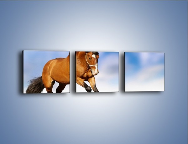 Obraz na płótnie – Przejażdżka na brązowym koniu – trzyczęściowy Z064W1