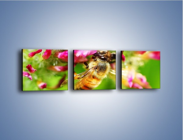 Obraz na płótnie – Pszczoły kochają kwiaty – trzyczęściowy Z065W1