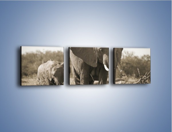 Obraz na płótnie – Wędrówki słoni przez sawannę – trzyczęściowy Z081W1
