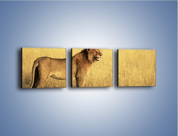 Obraz na płótnie – Czujny wzrok lwicy – trzyczęściowy Z091W1
