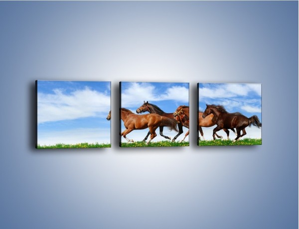 Obraz na płótnie – Galopujące stado brązowych koni – trzyczęściowy Z172W1