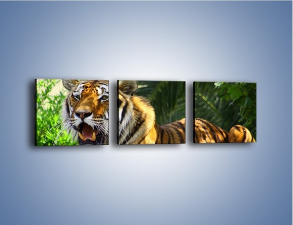 Obraz na płótnie – Cała duma tygrysa – trzyczęściowy Z199W1