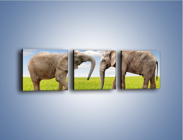 Obraz na płótnie – Poważne rozmowy słoni – trzyczęściowy Z228W1