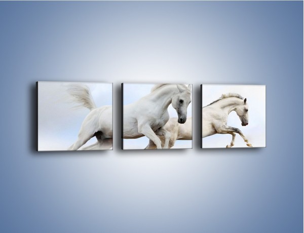 Obraz na płótnie – Białe konie i biały śnieg – trzyczęściowy Z239W1