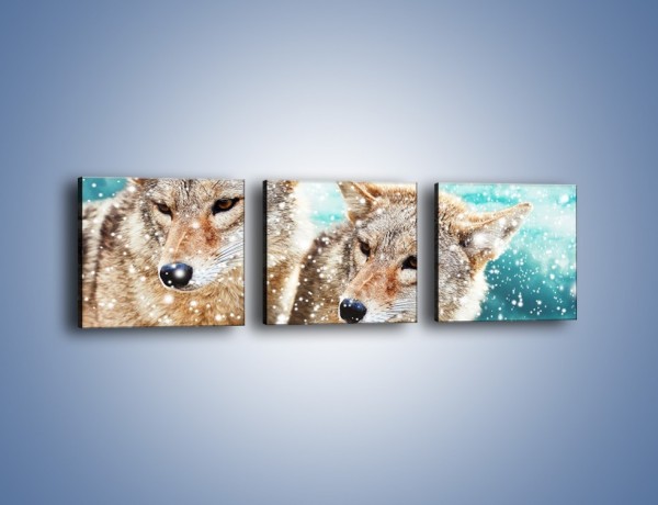 Obraz na płótnie – Zaciekawione wilki w płatkach śniegu – trzyczęściowy Z257W1