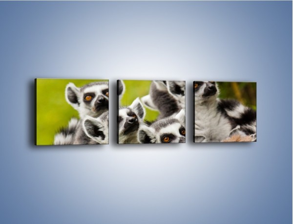 Obraz na płótnie – Wszystko wiedzące lemury – trzyczęściowy Z259W1