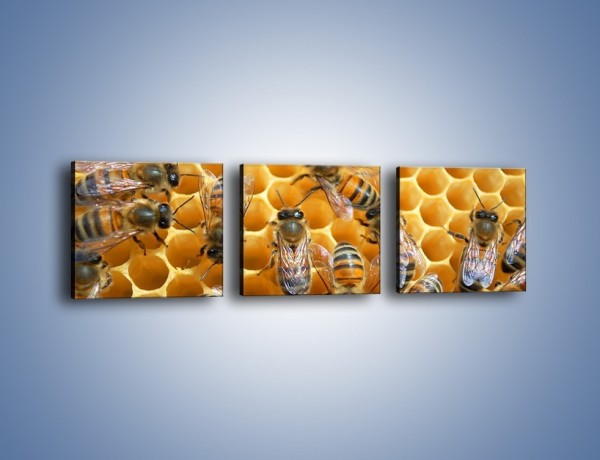 Obraz na płótnie – Pszczoły na plastrze miodu – trzyczęściowy Z265W1