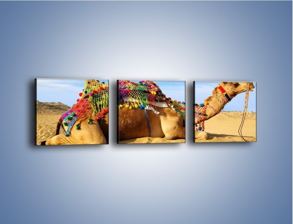 Obraz na płótnie – Wystrojony wielbłąd na pustyni – trzyczęściowy Z266W1