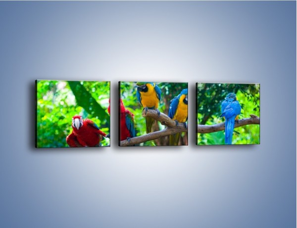 Obraz na płótnie – Obrażona koleżanka w gronie papug – trzyczęściowy Z269W1