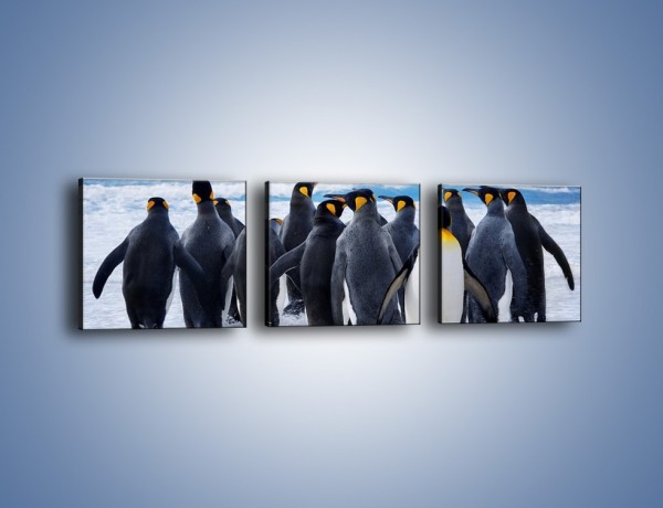 Obraz na płótnie – Narada pingwiniej rodziny – trzyczęściowy Z272W1