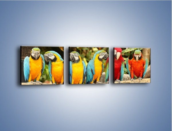 Obraz na płótnie – Sześć papug czeka na siódmego – trzyczęściowy Z279W1