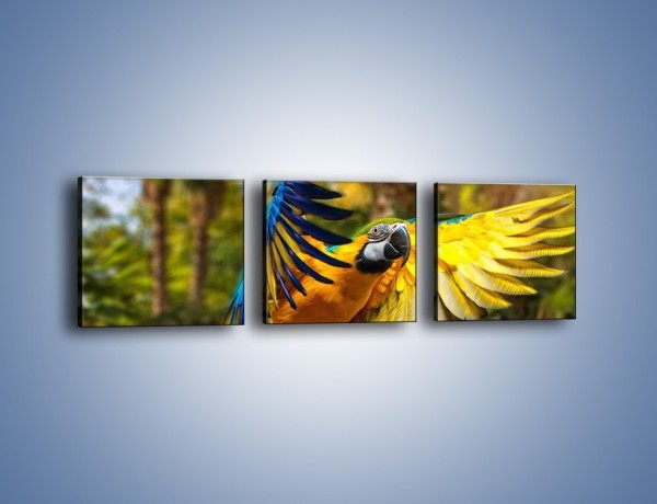 Obraz na płótnie – Rozłożone barwne skrzydła papugi – trzyczęściowy Z281W1
