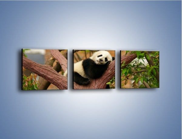 Obraz na płótnie – Sen pandy na drzewie – trzyczęściowy Z286W1