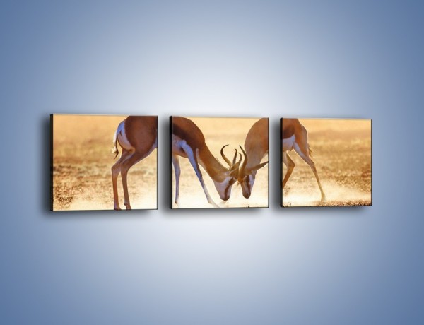 Obraz na płótnie – Walka antylop o terytorium – trzyczęściowy Z292W1