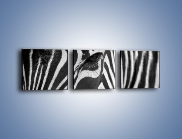 Obraz na płótnie – Zebra z bliska – trzyczęściowy Z301W1