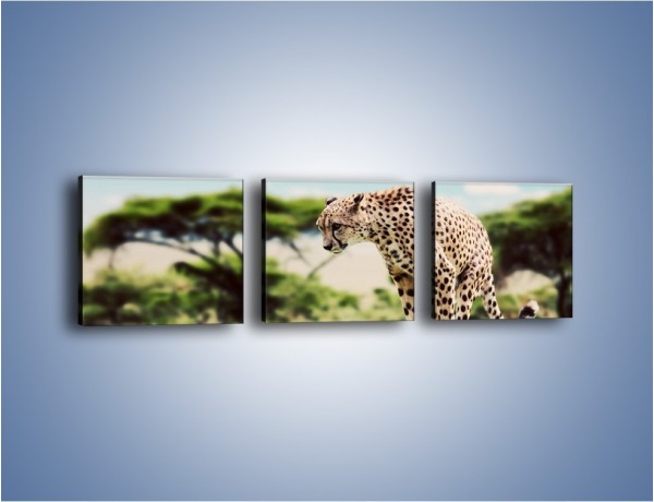 Obraz na płótnie – Cała zwinność geparda – trzyczęściowy Z315W1