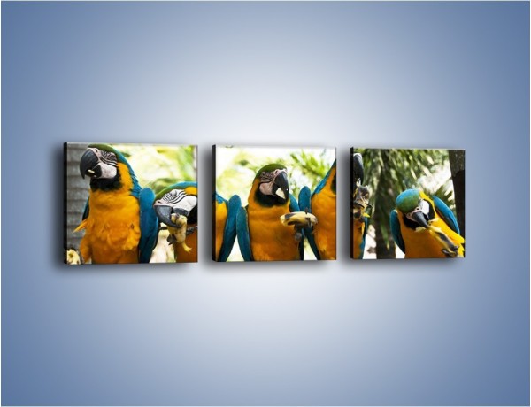 Obraz na płótnie – Piknik z papugami – trzyczęściowy Z322W1
