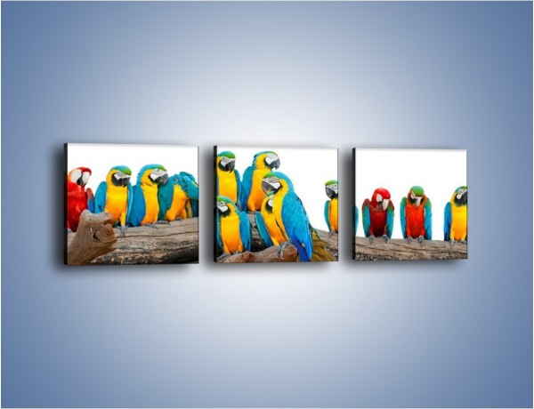 Obraz na płótnie – Kolorowe stado papug – trzyczęściowy Z326W1