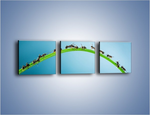 Obraz na płótnie – Mrówki na zielonym moście – trzyczęściowy Z336W1