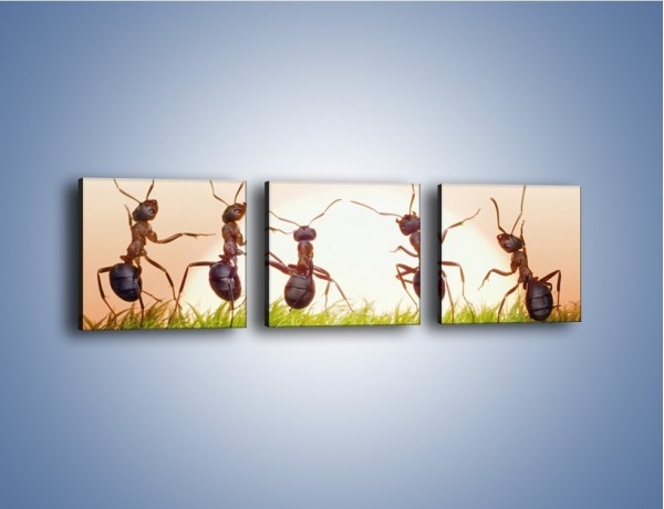 Obraz na płótnie – Taniec mrówek na trawie – trzyczęściowy Z338W1
